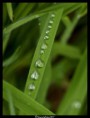 /album/fotogaleria-fotos-flora-y-fauna/gotas-en-formacion1-jpg/